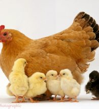 Buff Orphington hen {Gallus gallus domesticus} brooding her nine, 2-day-old chicks - five still out