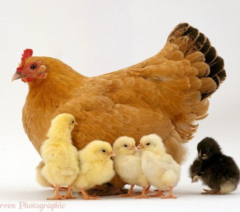 Buff Orphington hen {Gallus gallus domesticus} brooding her nine, 2-day-old chicks - five still out